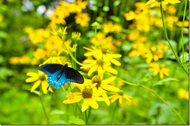 swallowtail butterfly MT Mitchell