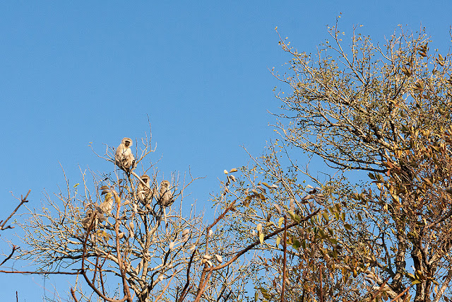 scimmie  parco kruger sud africa safari