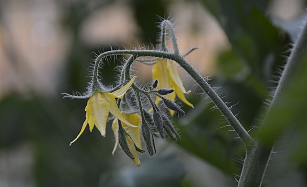 tomatblomst