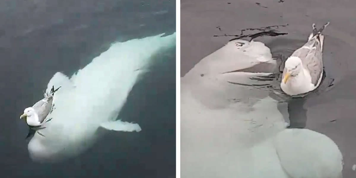 Footage Depicts Cute Beluga Whale Trying To Befriend A Seagull