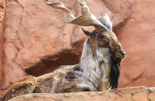 Markhor 