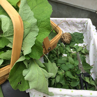 Bottom basket full of small dark green leaves of mint plant and shears and twin, top basket filled with dusky bright lime green burdock leaves