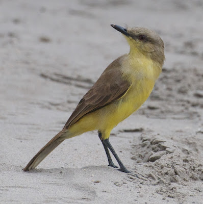 Cattle Tyrant (Machetornis rixosus) 