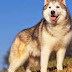 Các bước để nuôi chú chó Husky