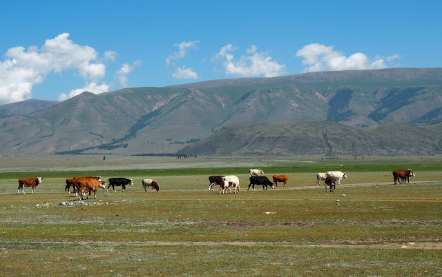 Горный Алтай, Курайская степь