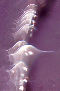 orb veils