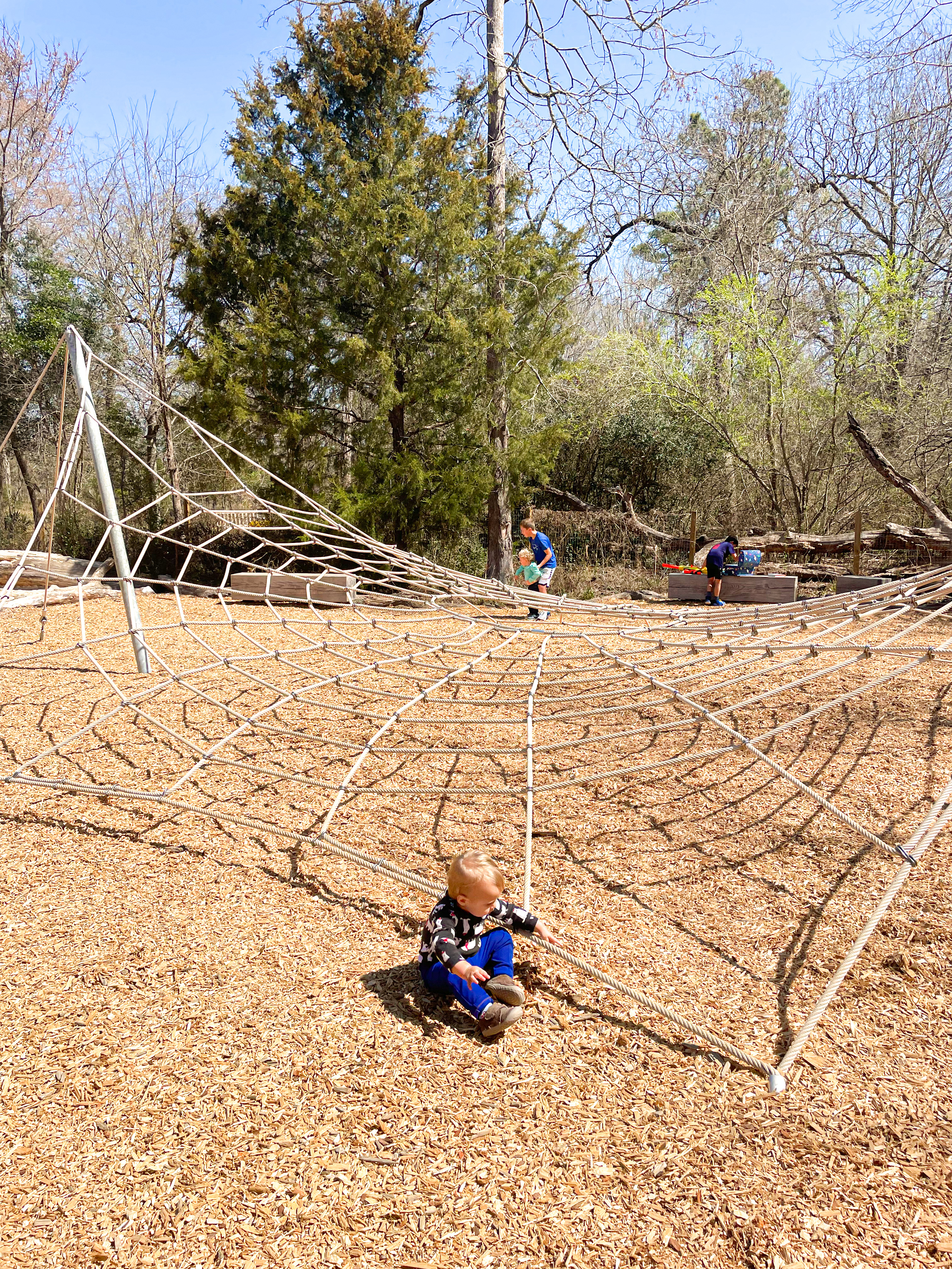 Spider Web at Houston Arboretum