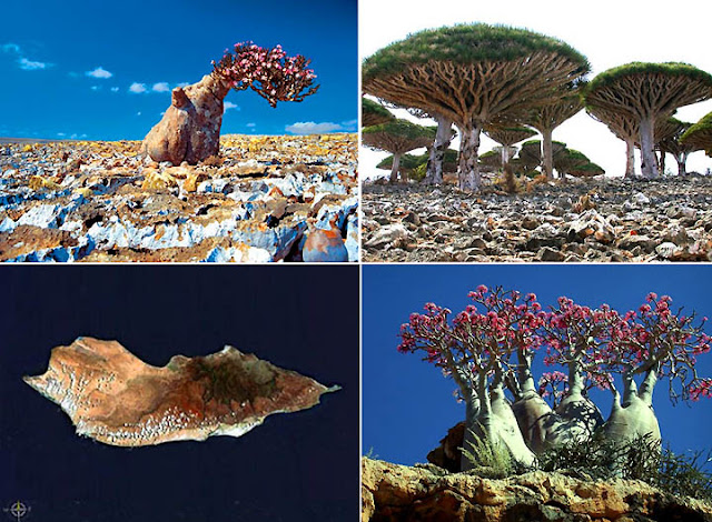أجمل و أغرب جزيرة طبيعية في العالم جزيرة سقطرى اليمنية