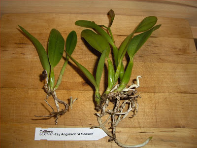 Cattleya ibrida svasata, stato delle radici dopo 24 ore all'asciutto, var. Sophro Cattleya Chian-tzy Angieko 4 seasons