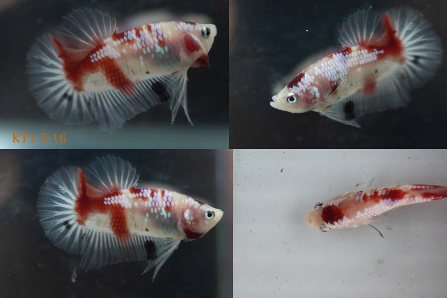 Bettazone: Betta of the week : Koi Tancho