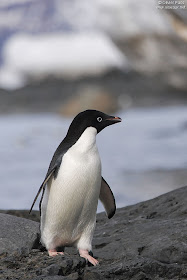 spheniscidae pinguino de ojo blanco Pygoscelis adeliae