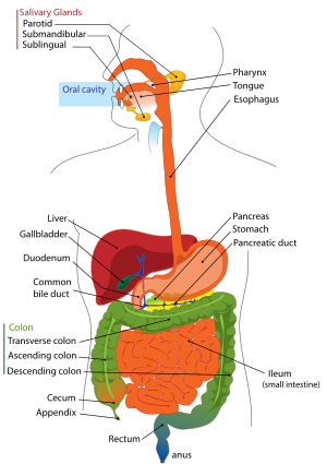 digestive system diagram kids. HUMAN IMMUNE SYSTEM DIAGRAM