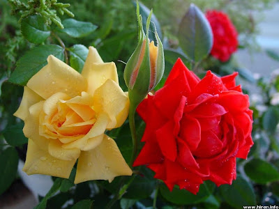 Wedding Flowers With Rose Flowers