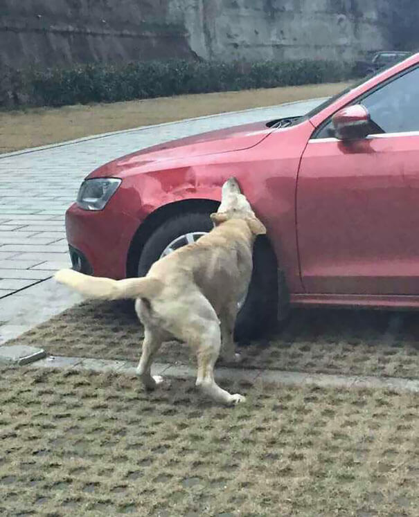 Man Kicks A Dog. Dog Comes Back With Friends And Destroys His Car While He's Away