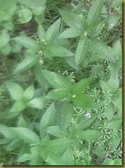 http://www.woodlands.co.uk/blog/flora-and-fauna/dogs-mercury/