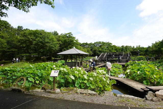 鳥取県米子市淀江町福岡　伯耆古代の丘公園　古代ハスの園