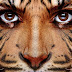 How to realistically blend ananimal’s face onto a person