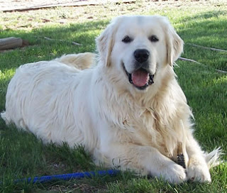 Great Pyrenees Golden Retriever Mix Temperament, Size, Lifespan, Adoption, Price