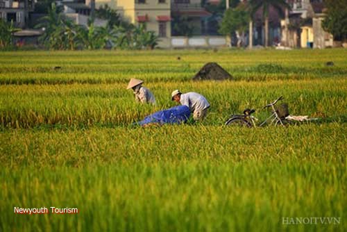 Rice paddy fields on the outskirts of Hanoi 4