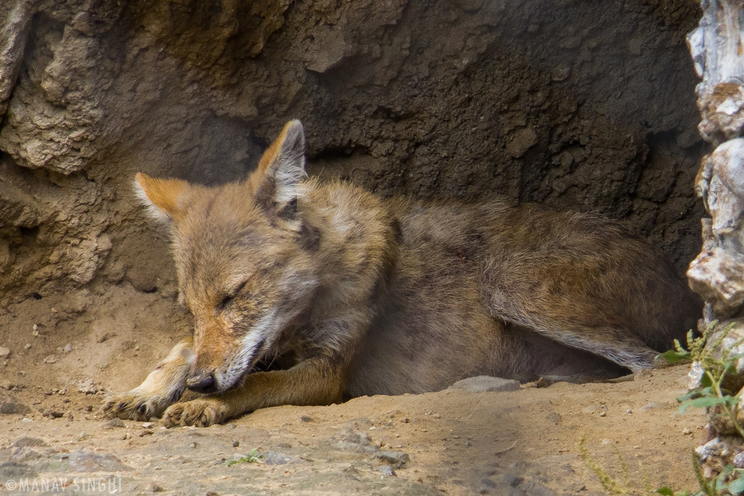 A sleeping Fox.