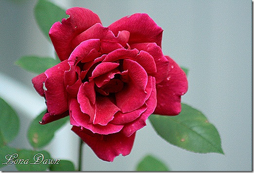 Almost_Black_Rose_Oct