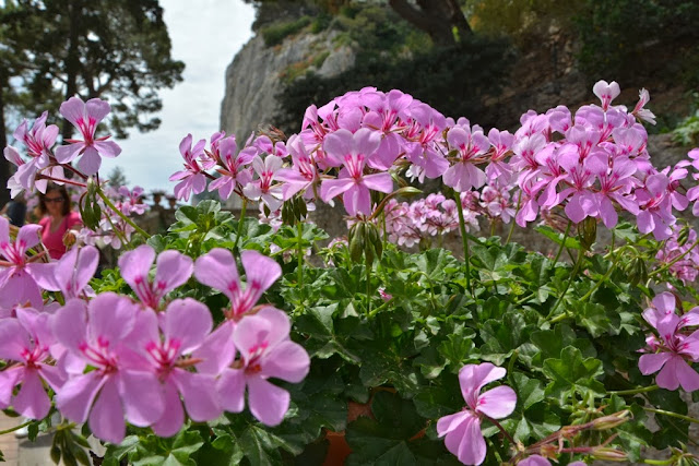 Augusto Gardens Capri Flowers