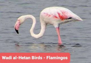 Whale Valley Birds - Flamingos طائر الفلامنجو الشهير في وادي الحيتان - وادي الريان   معلومات عن وادي الحيتان All we need to know about Wadi Al-Hitan