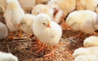 What is the Deep Litter System in Poultry Farming?