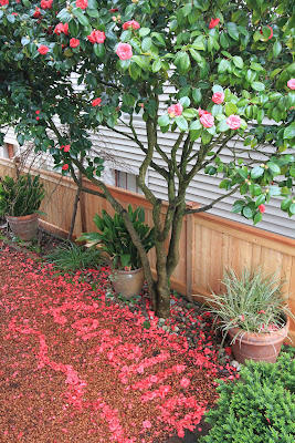 Camellia japonic petals