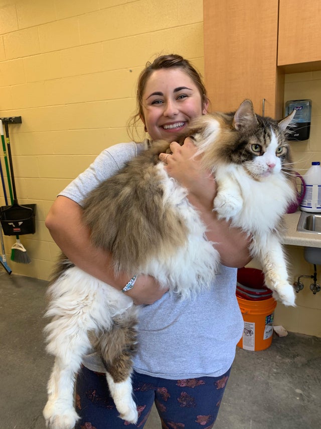 big indoor house cats