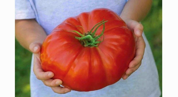 http://terselubung.in/unik/tomat-terbesar-di-dunia.html