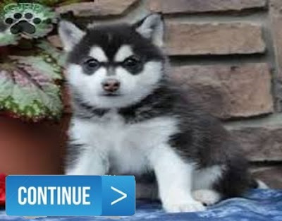 Pomsky for sale how much