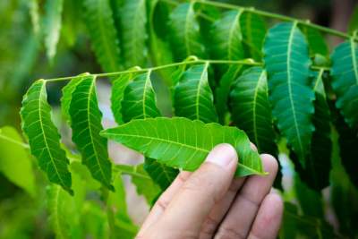 Neem Leaves Benefits For Skin and Hair