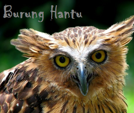 17+ Tongkat Burung Hantu