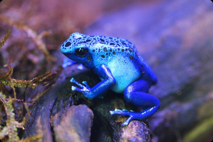 Zoo3 039