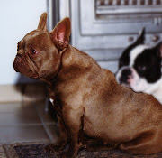 Mismark Case Study: French Bulldog