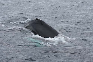 Humpback Whale.