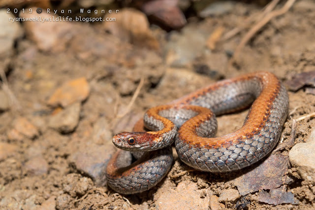 Stories about herping in Ohio