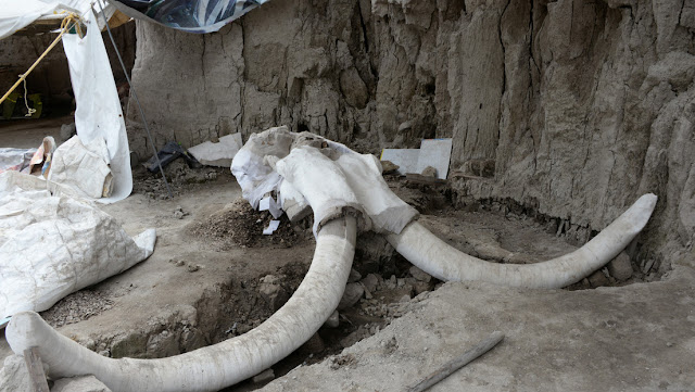 Encuentran dos esqueletos de mamut durante la construcción del nuevo aeropuerto de Ciudad de México 