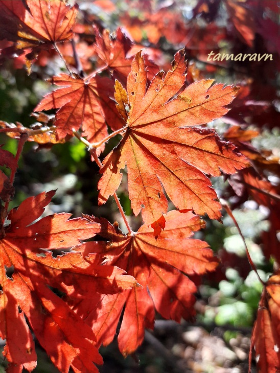 Клён ложнозибольдов (Acer pseudosieboldianum)