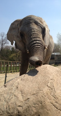 Iringa, female African Bush elephant at the Toronto Zoo