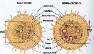 perbedaan batang dikotil dan monokotil,beserta gambar,secara anatomi,morfologi,struktur akar dikotil dan monokotil secara anatomi,pada akar,tabel perbedaan dikotil dan monokotil,beserta contohnya,