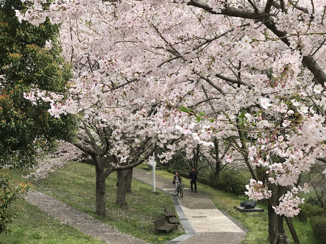 Japan cherry blossoms