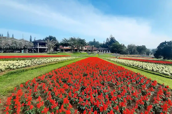 Wisata puncak bogor murah