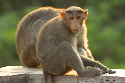 wallpapers of animal bonnet macaque stills