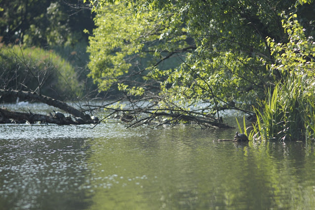 A serene scene in Prospect Park with turtles basking on logs in the calm waters, surrounded by lush greenery. The sunlight filters through the leaves, casting a soft glow on the water's surface, highlighting the peaceful coexistence of wildlife in this natural urban retreat.