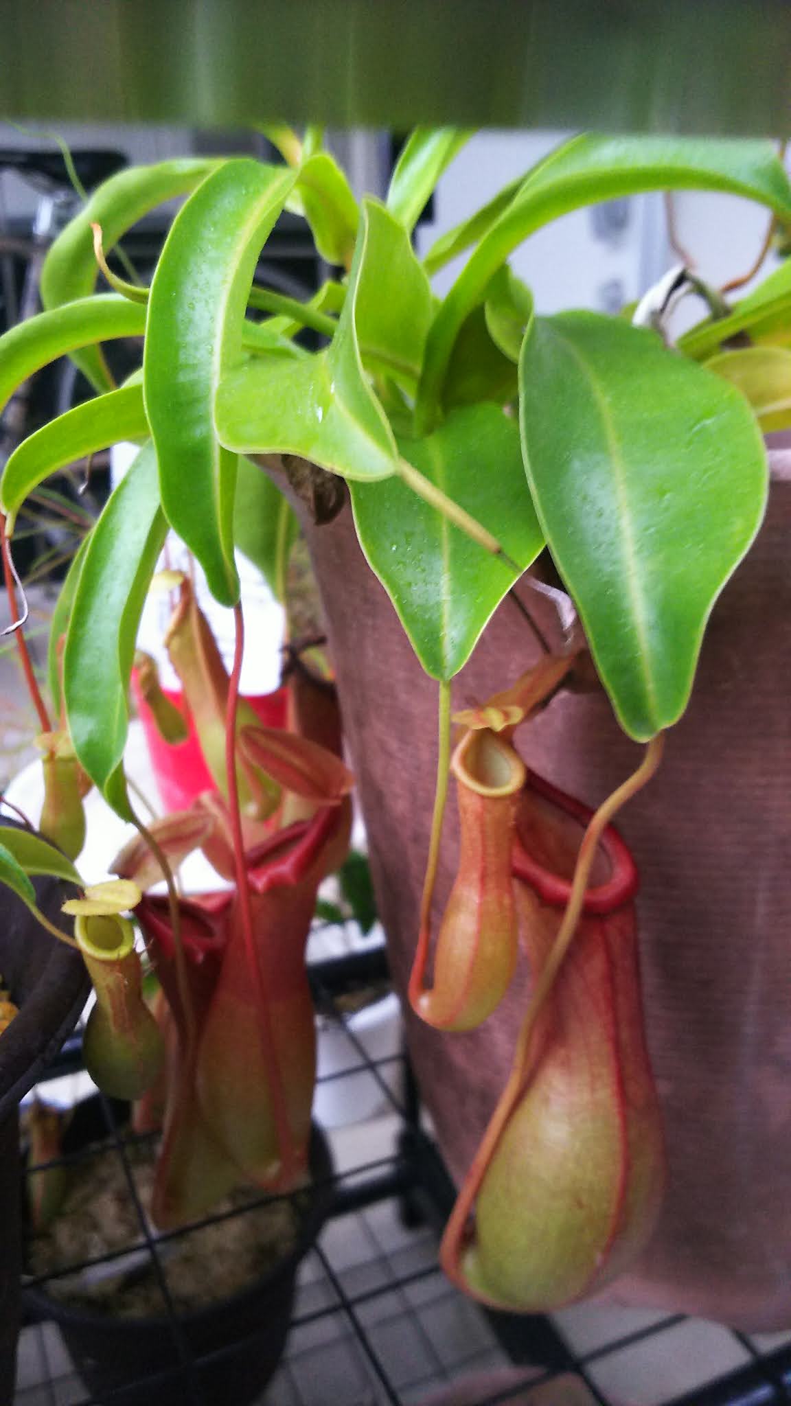 食虫植物 育て方 ウツボカズラをこんなやり方で植え替えしました