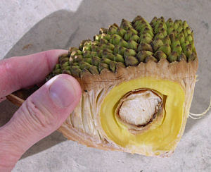 jackfruit