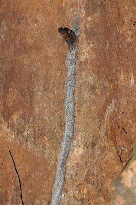 Stingless bee colony (Apidae, Meliponini)