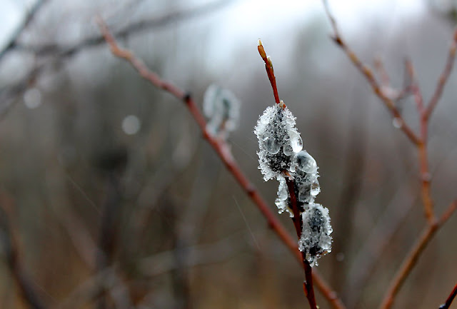 Metsämielellä, Fotodays -voimaa valokuvasta